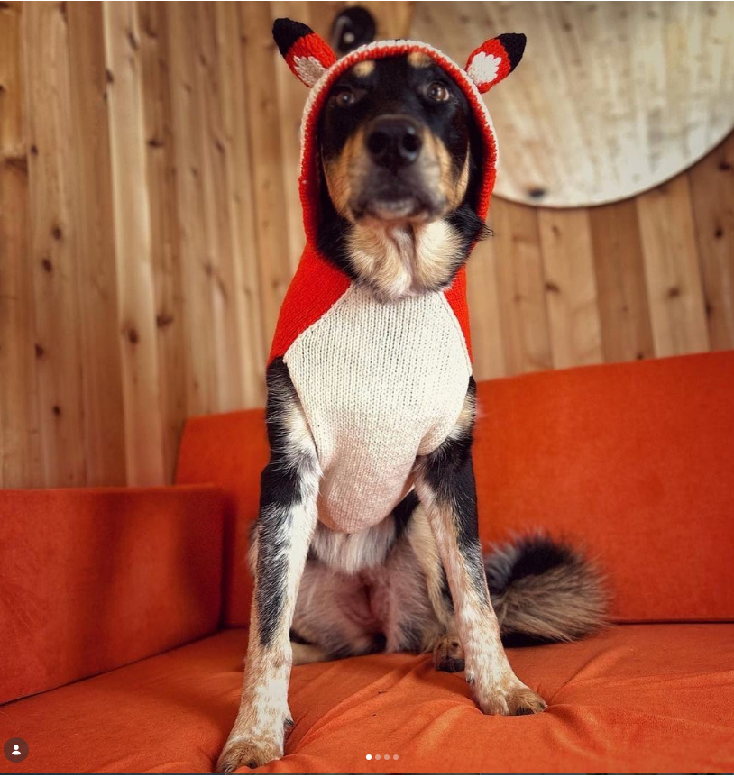 Foxy Hoodie Dog Sweater Red Fox Design – photo 4 of 5