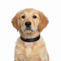 Dog Coastal Pet Single Nylon Dog Collar