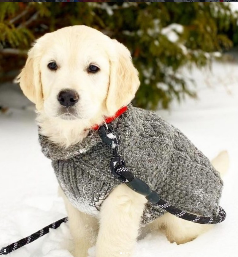 Gray Cable Knit Dog Sweater 100 Percent Sheep Wool – photo 6 of 6