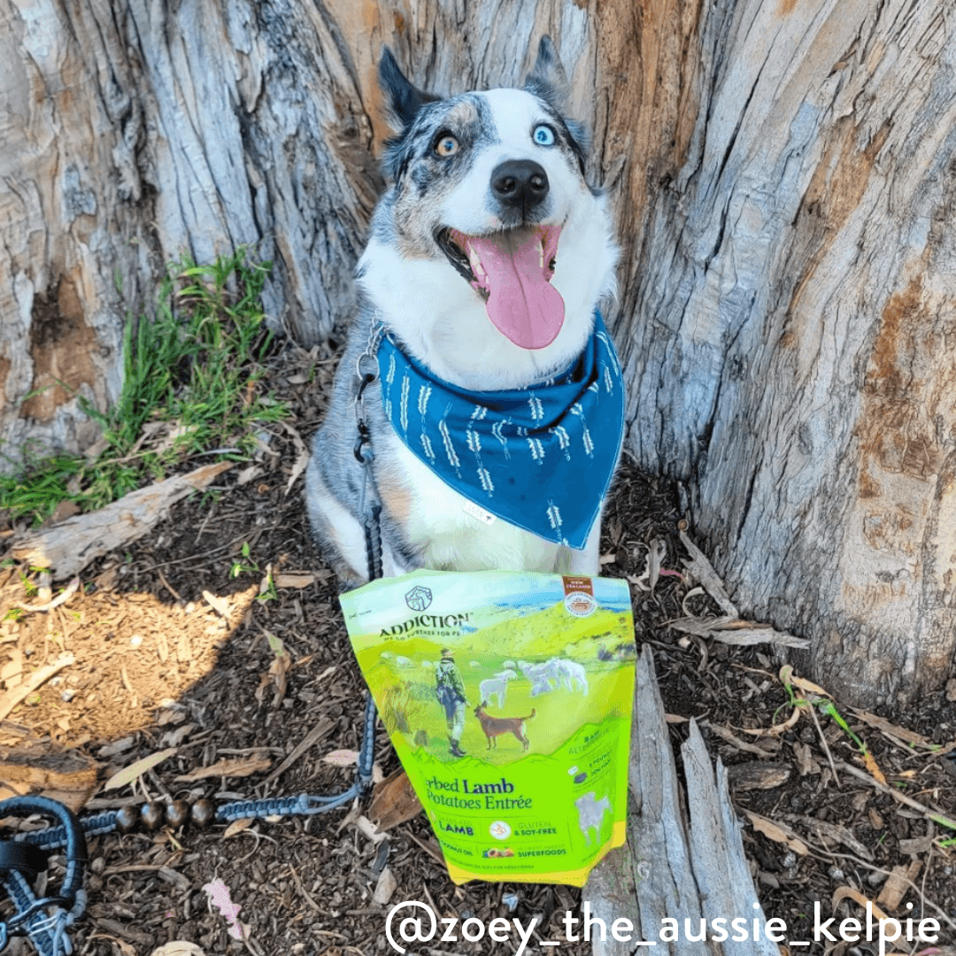 Herbed Lamb & Potatoes Air-Dried Dog Food – alternate view 9