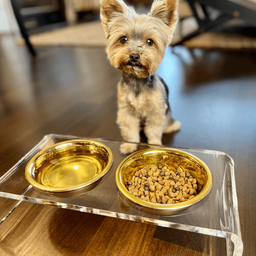 Hiddin Small Gold Feeder – Lucite Stand with Stainless Steel Bowls – alternate view 19