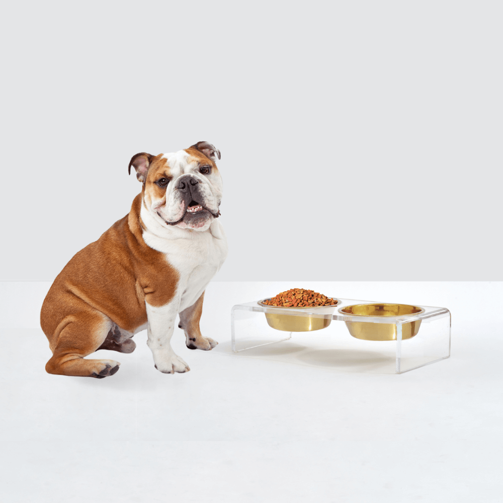 Hiddin Small Gold Feeder – Lucite Stand with Stainless Steel Bowls – alternate view 3