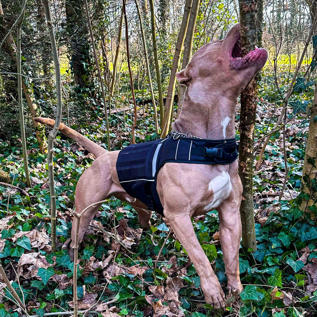 Bestia Dog Sport Weighted Harness – alternate view 9