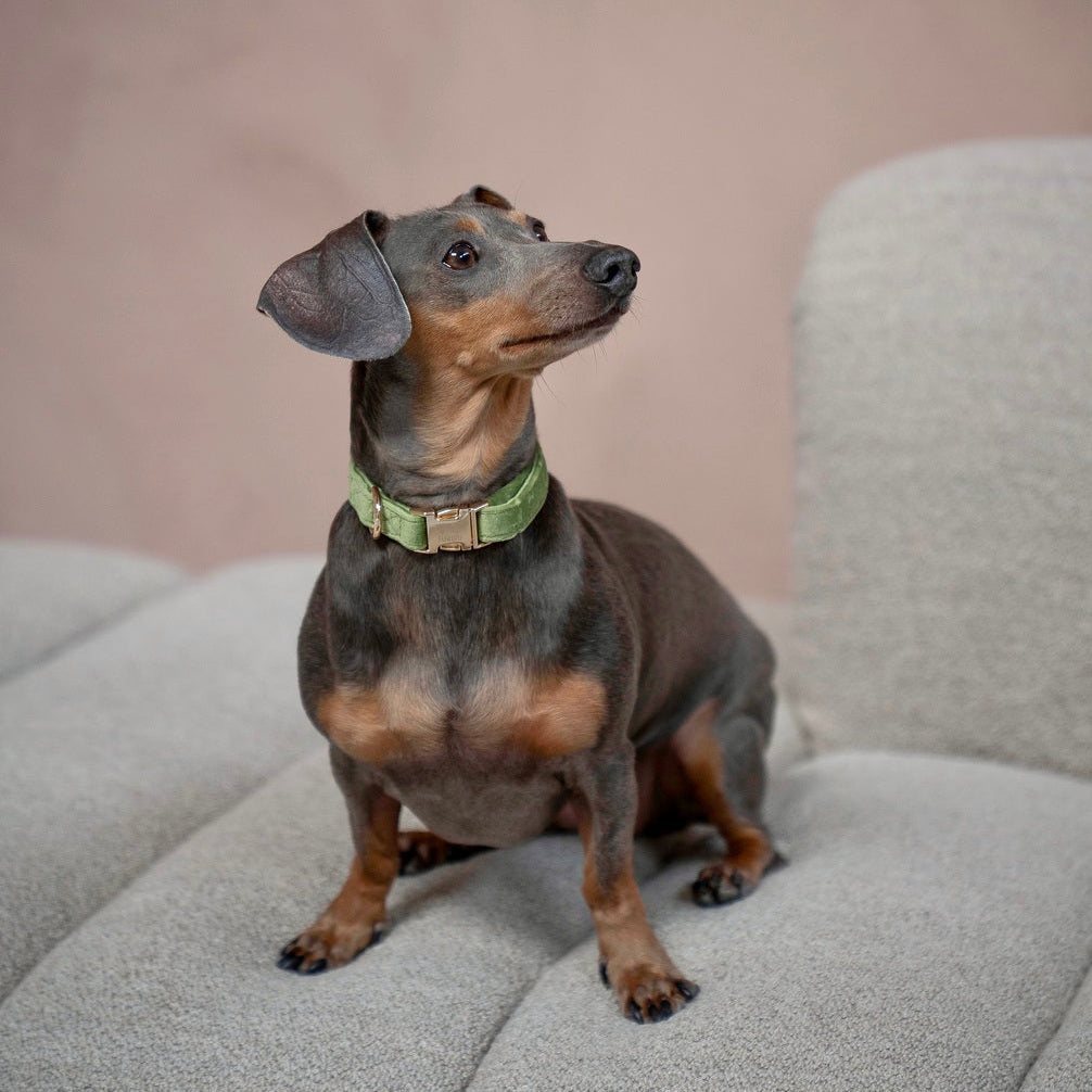 Green Velvet Dog Collar, detail view