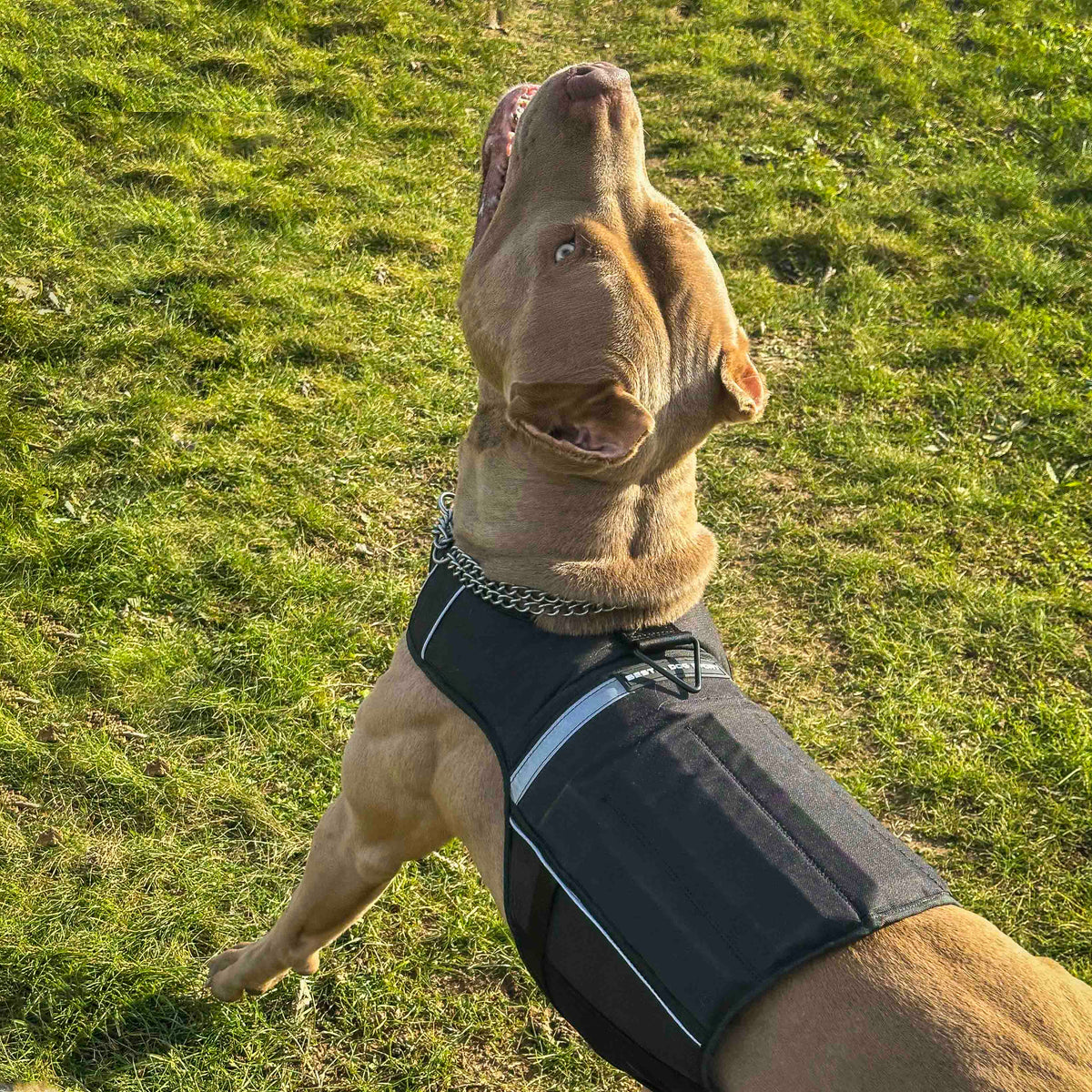 Bestia Dog Sport Weighted Harness – alternate view 8