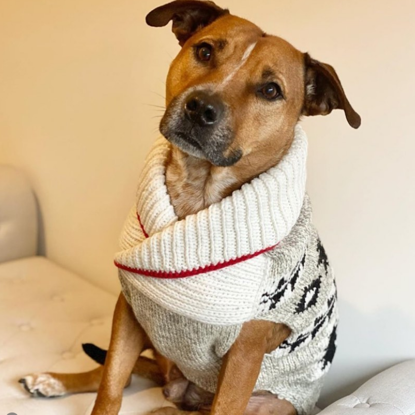 Jackson Dog Sweater Shawl Collar in Grey Black and White – photo 6 of 9