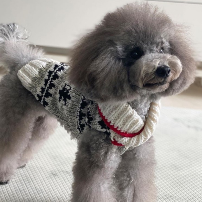 Jackson Dog Sweater Shawl Collar in Grey Black and White – photo 7 of 9