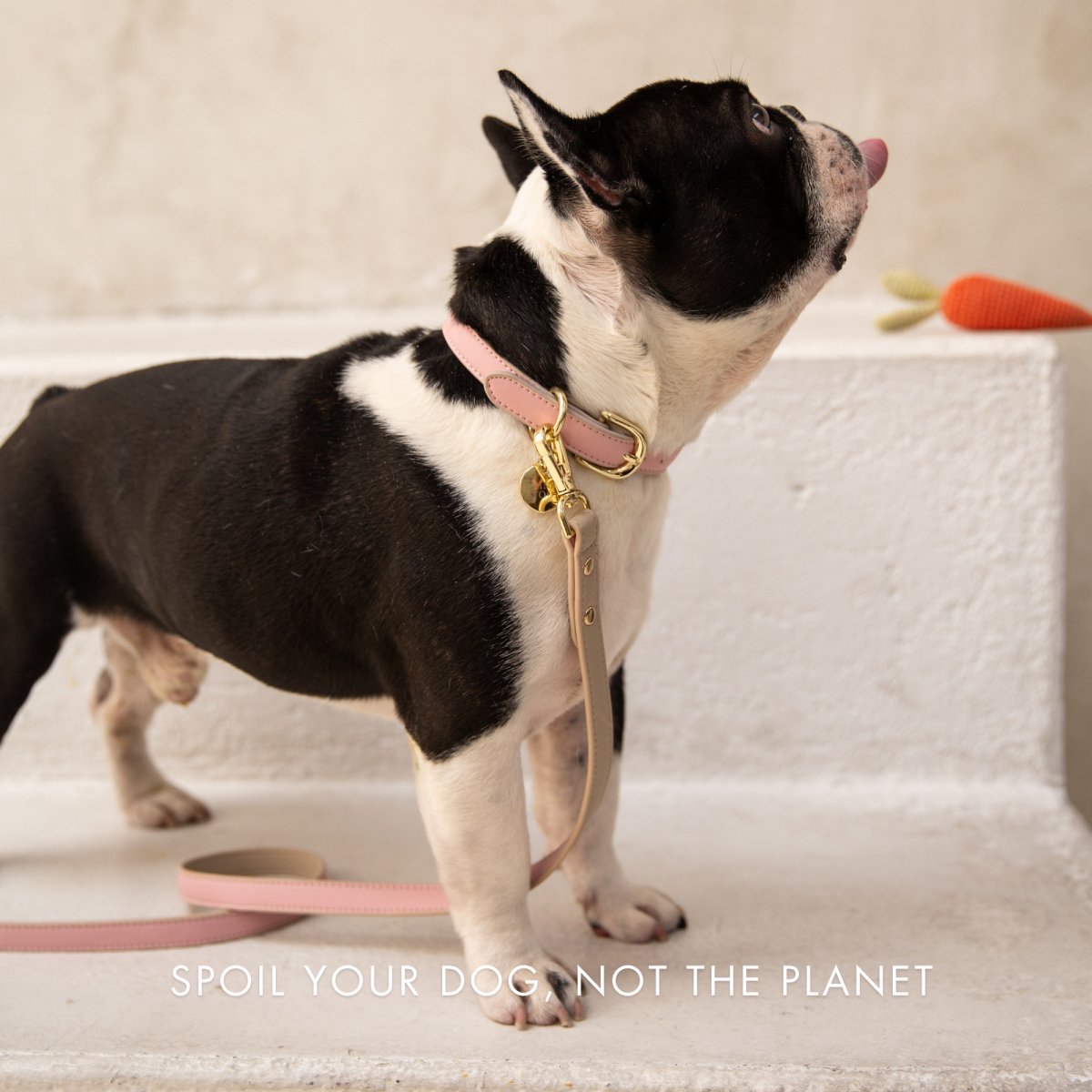 Leash 4ft Vegan Leather Cupertino