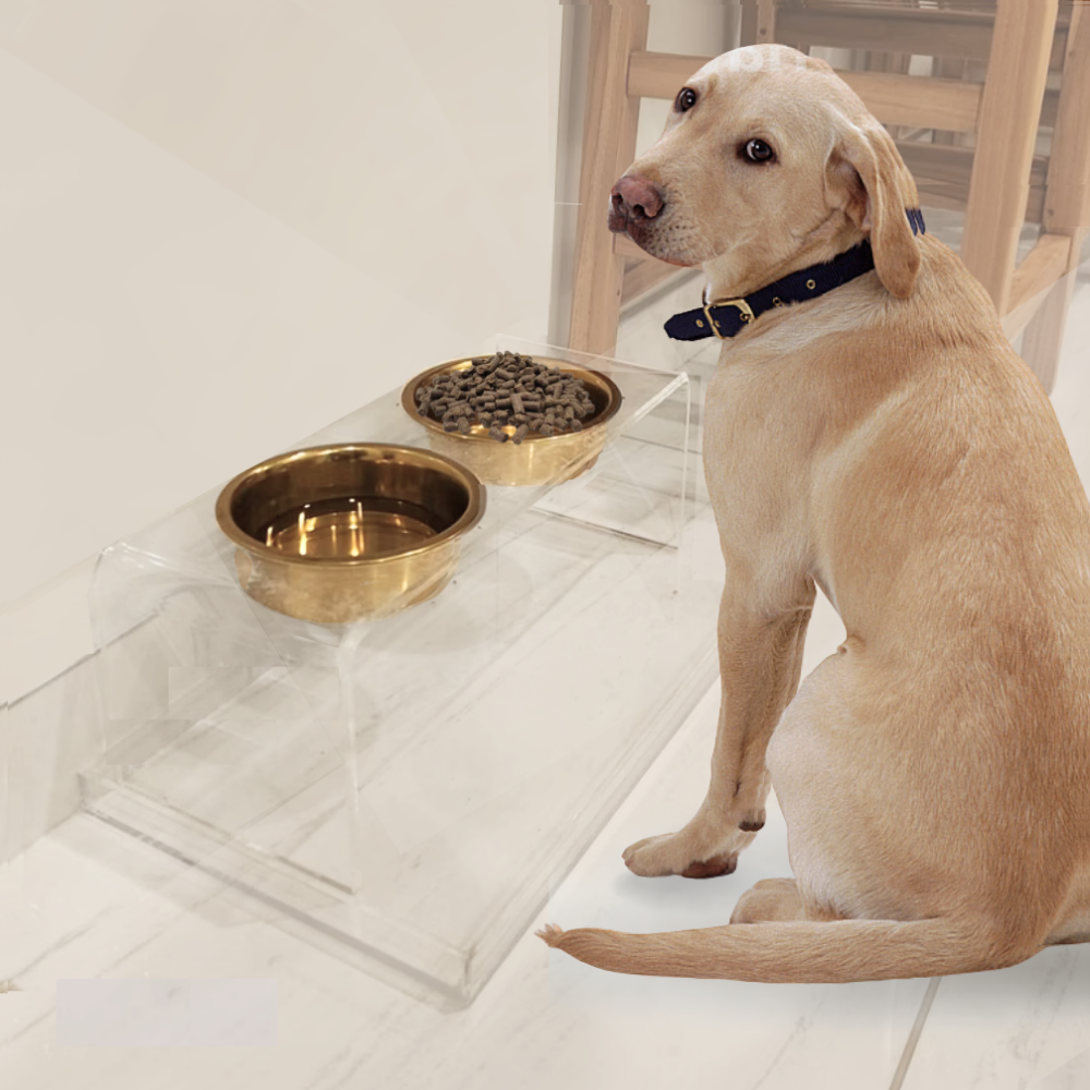 Hiddin Medium Gold Lucite Feeder – Elevated Bowls – alternate view 17