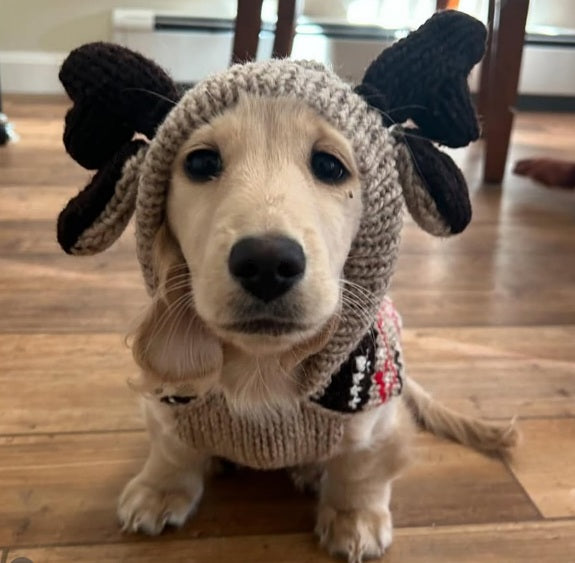 Moosey Hoodie Dog Sweater Moose Design – photo 5 of 6