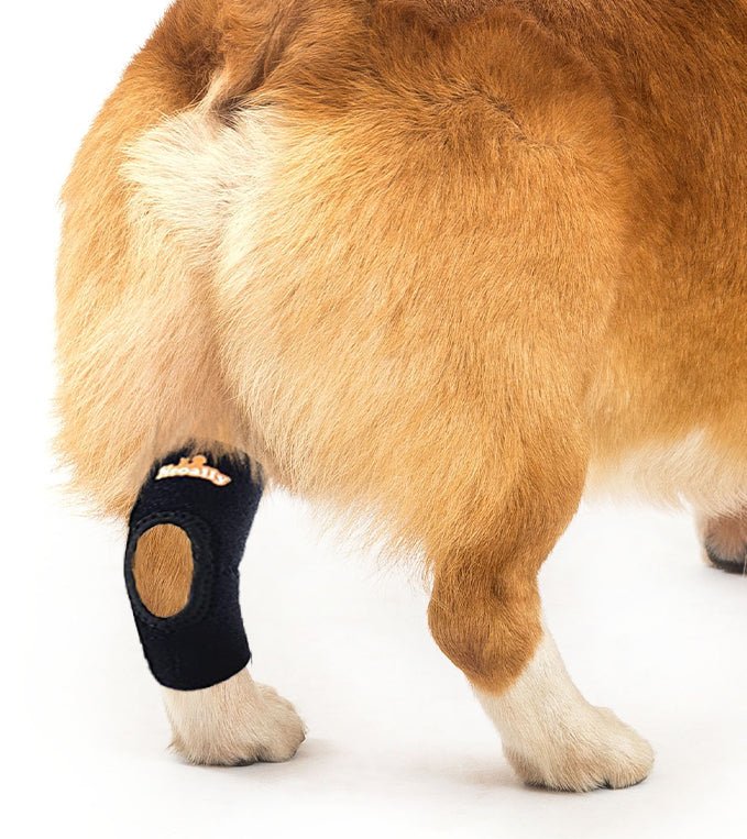 NeoAlly Dog Rear Leg Hock Brace with Safety Reflective Straps for Small Dogs [Short Version] – alternate view 2