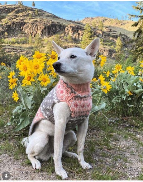 Peach Fairisle Dog Sweater White Peach and Gray Fair Isle – photo 6 of 8