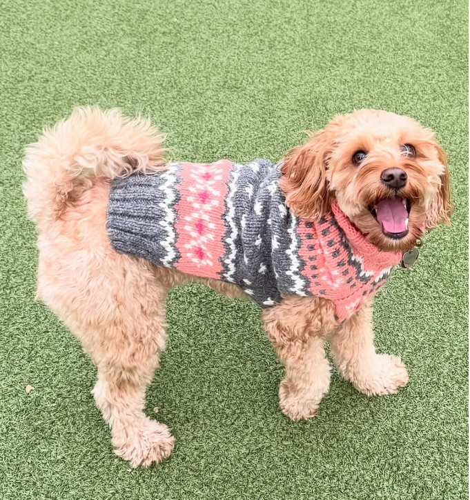 Peach Fairisle Dog Sweater White Peach and Gray Fair Isle – photo 3 of 8
