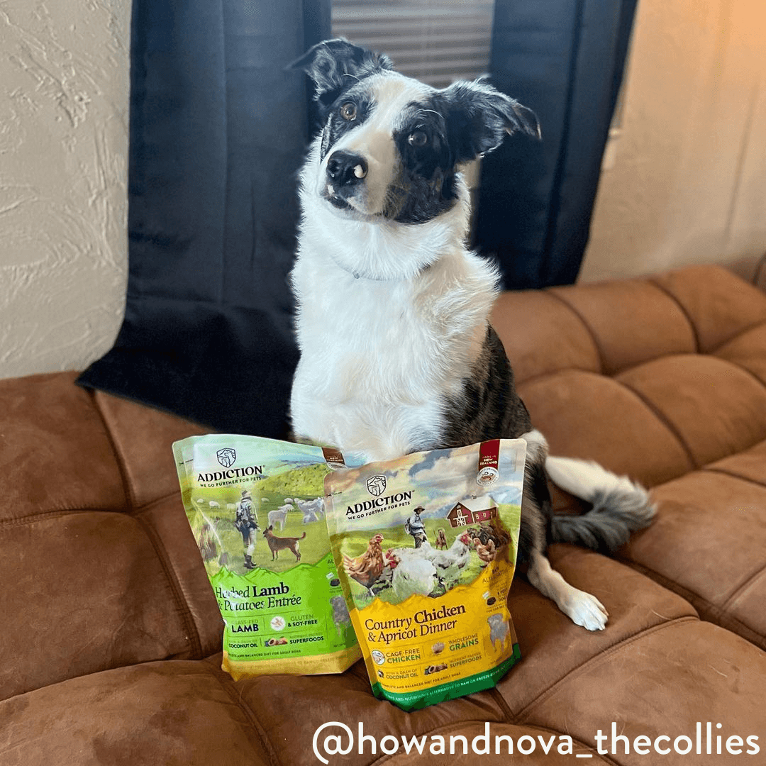 Black and white collie sitting on a couch with two Addiction dog food bags