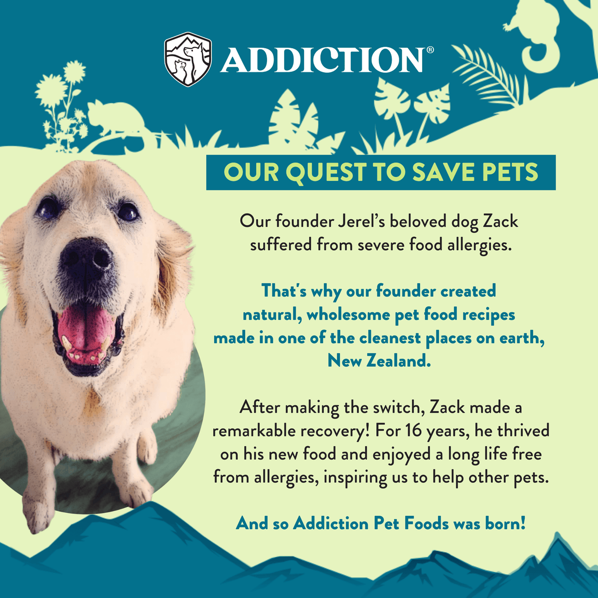 Addiction founder story graphic: golden retriever Zack and the quest to save pets