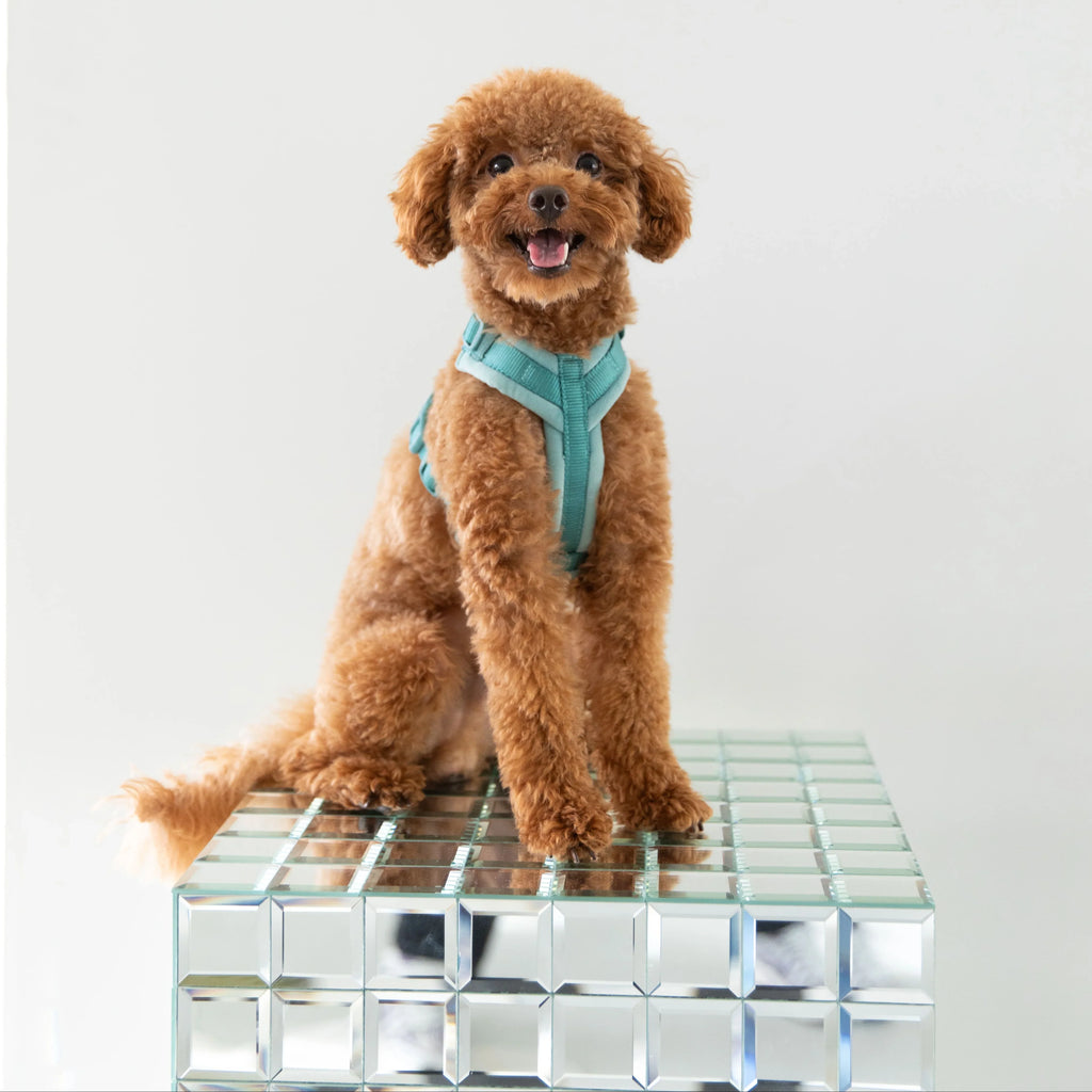 Blue Velvet Dog Harness, detail view