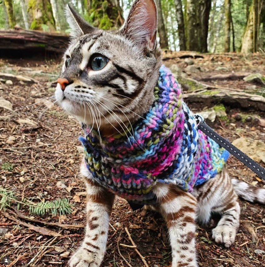 Purple Woodstock Dog Sweater Hand Knit Wool and Alpaca – photo 6 of 9