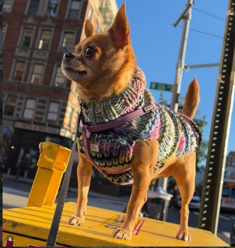Purple Woodstock Dog Sweater Hand Knit Wool and Alpaca – photo 9 of 9