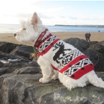 Red Reindeer Shawl Dog Sweater Christmas Red and White – photo 4 of 4