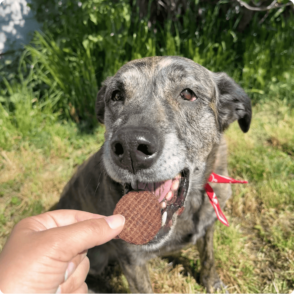 Beef Chips Dog Treats | Single-Ingredient Healthy Treats for Dogs – alternate view 11