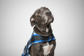 Custom fleece dog vest made to measure, vest front view