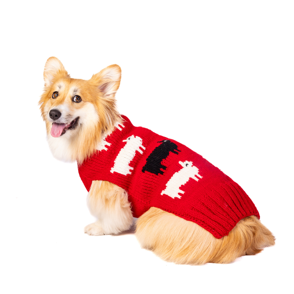 Black Sheep Dog Sweater Sheep Pattern – photo 4 of 6