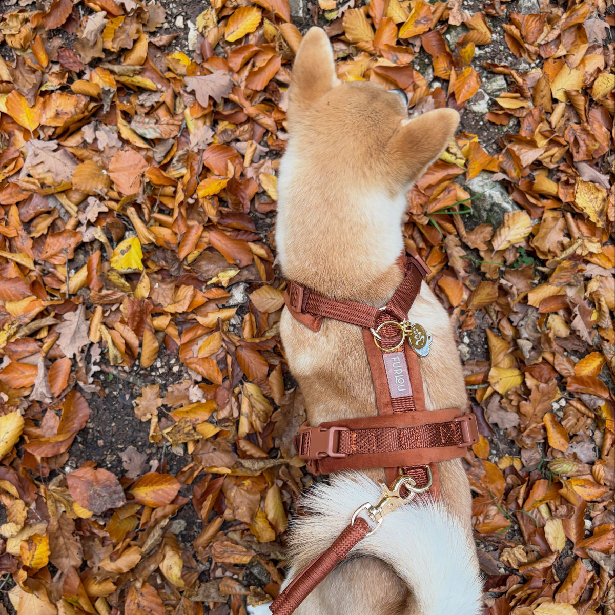 Clay Velvet Dog Harness, detail view