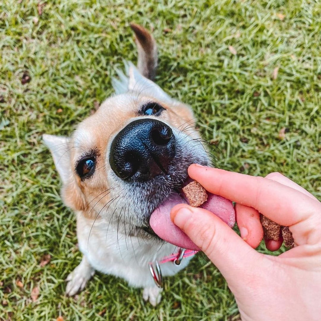 HOLI free-range elk and venison freeze-dried dog treats – photo 2 of 9