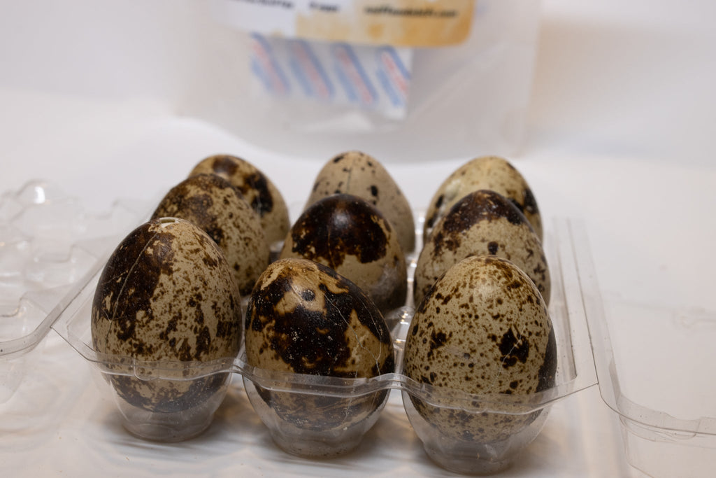 Freeze-Dried Raw Quail Eggs for Dogs  Cats Whole Egg Bulk Sizes, close-up