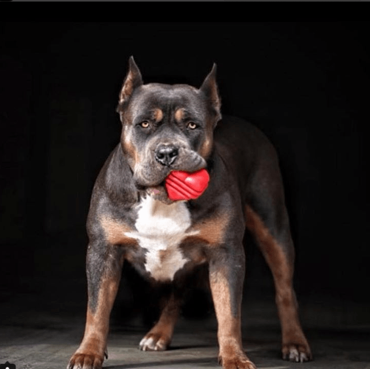 SodaPup Heart on a String red rubber tug dog toy – photo 6 of 10