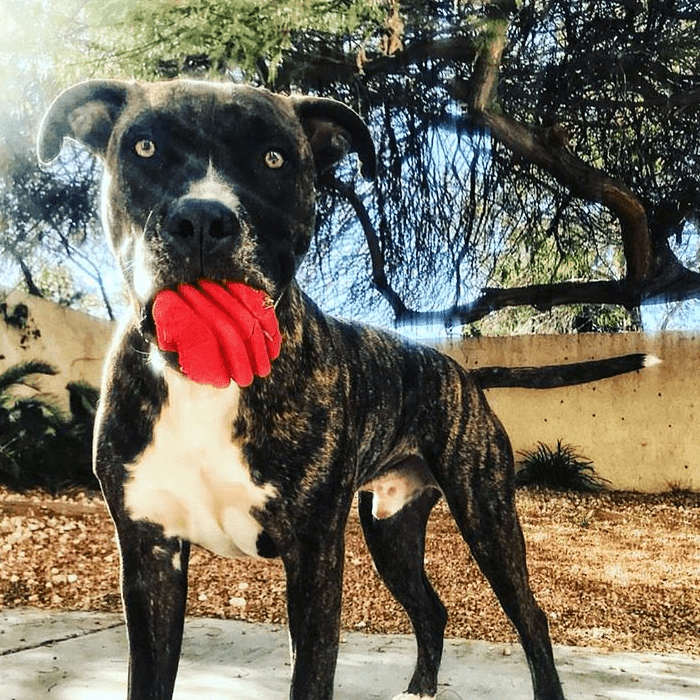 SodaPup Heart on a String red rubber tug dog toy – photo 8 of 10