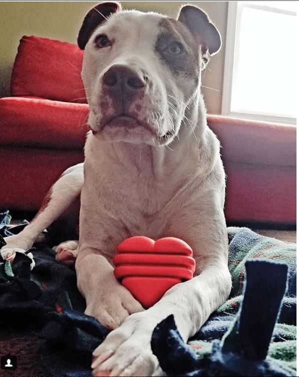 SodaPup Heart on a String red rubber tug dog toy – photo 7 of 10