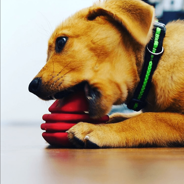 SodaPup Heart on a String red rubber tug dog toy – photo 10 of 10