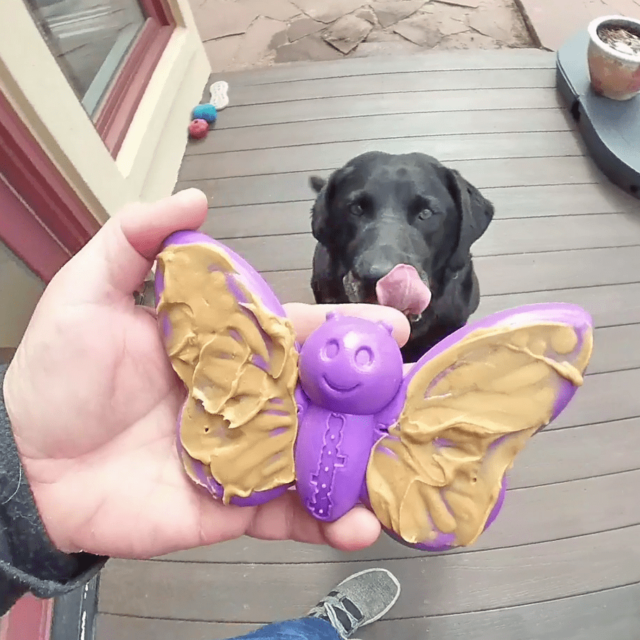 SodaPup Butterfly nylon chew and enrichment toy – photo 8 of 12