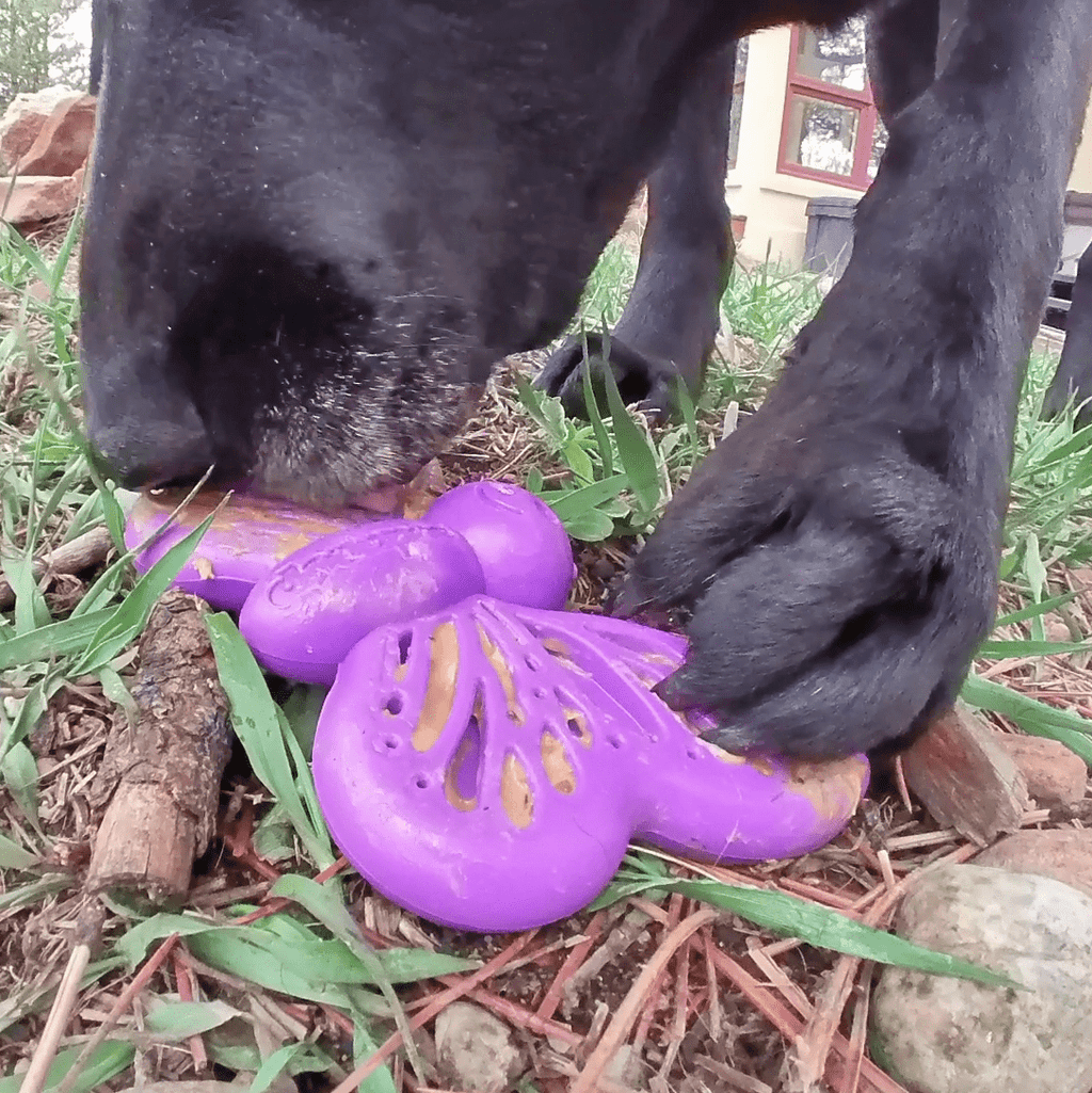 SodaPup Butterfly nylon chew and enrichment toy – photo 12 of 12