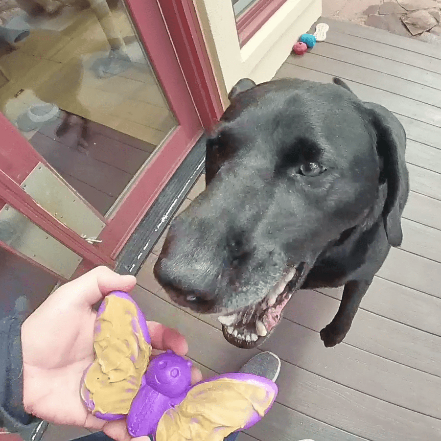 SodaPup Butterfly nylon chew and enrichment toy – photo 10 of 12