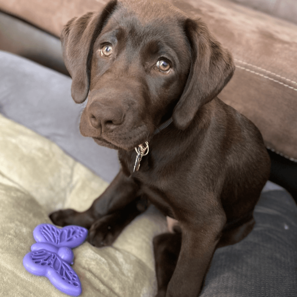 SodaPup Butterfly nylon chew and enrichment toy – photo 9 of 12