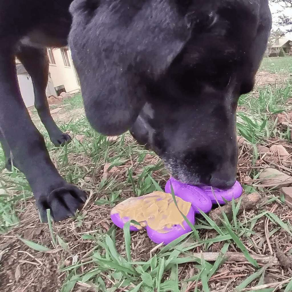 SodaPup Butterfly nylon chew and enrichment toy – photo 11 of 12