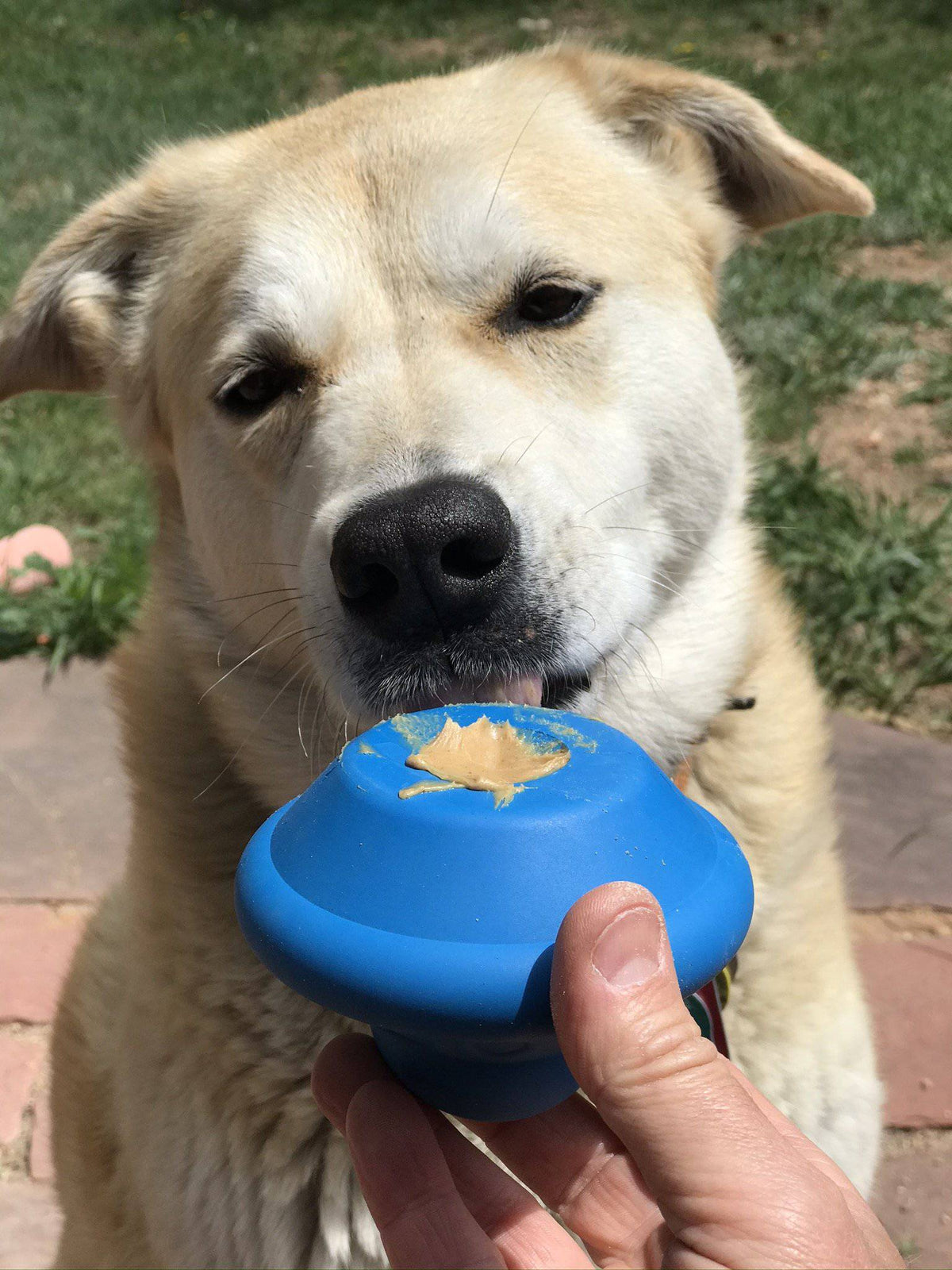 SodaPup Flying Saucer blue rubber chew toy and treat dispenser – photo 5 of 7