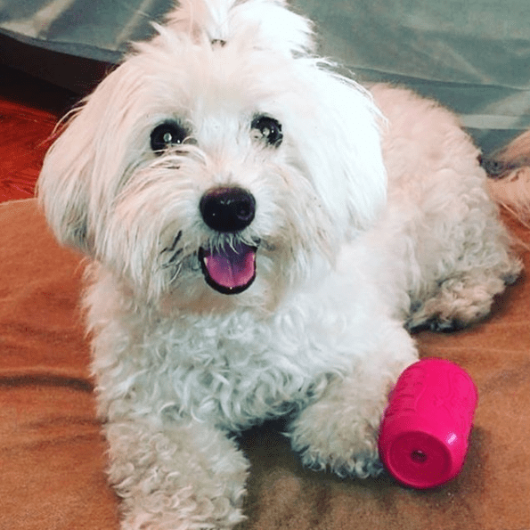 SodaPup Puppy Can Toy pink rubber treat dispenser for puppies – photo 6 of 10