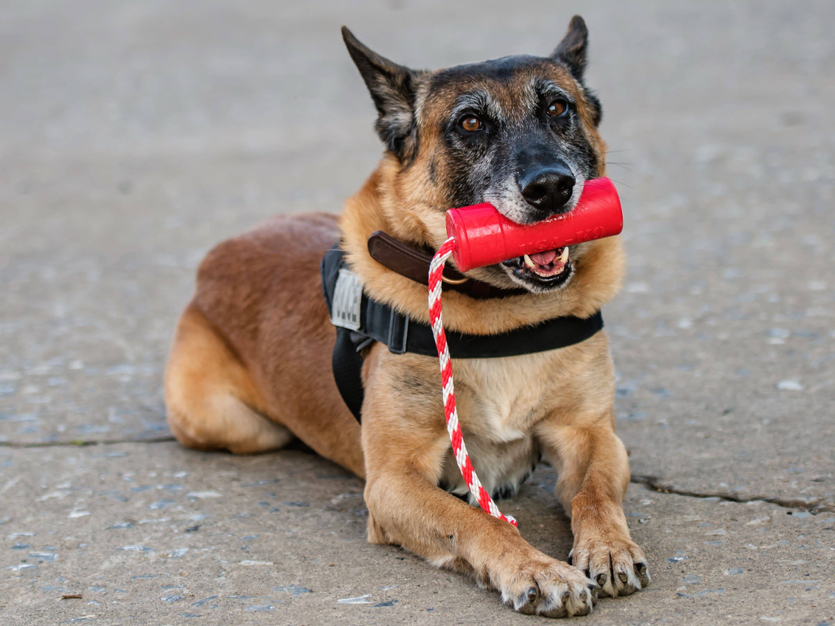 USA-K9 Firecracker red floating rubber training dummy dog toy – photo 10 of 15