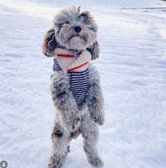 Spencer Dog Sweater Blue and Cream Shawl Collar – photo 9 of 9