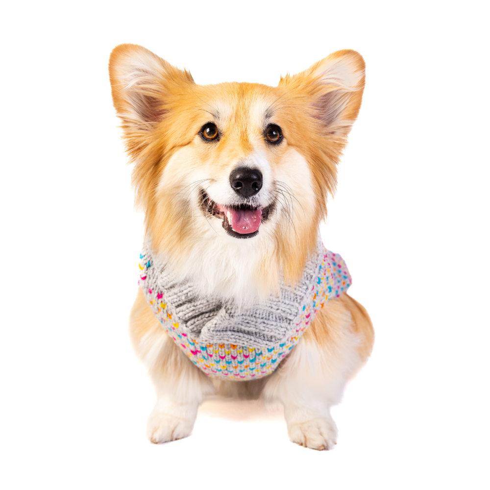Sprinkles Dog Sweater Birthday Cake Design – photo 6 of 9