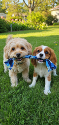 Small Fleece Pull Toy for tiny and small dogs