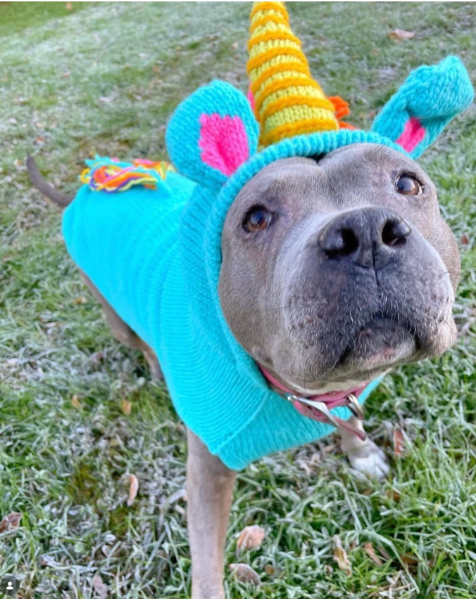 Unicorn Dog Sweater Hand Knit Wool Pullover – photo 5 of 5