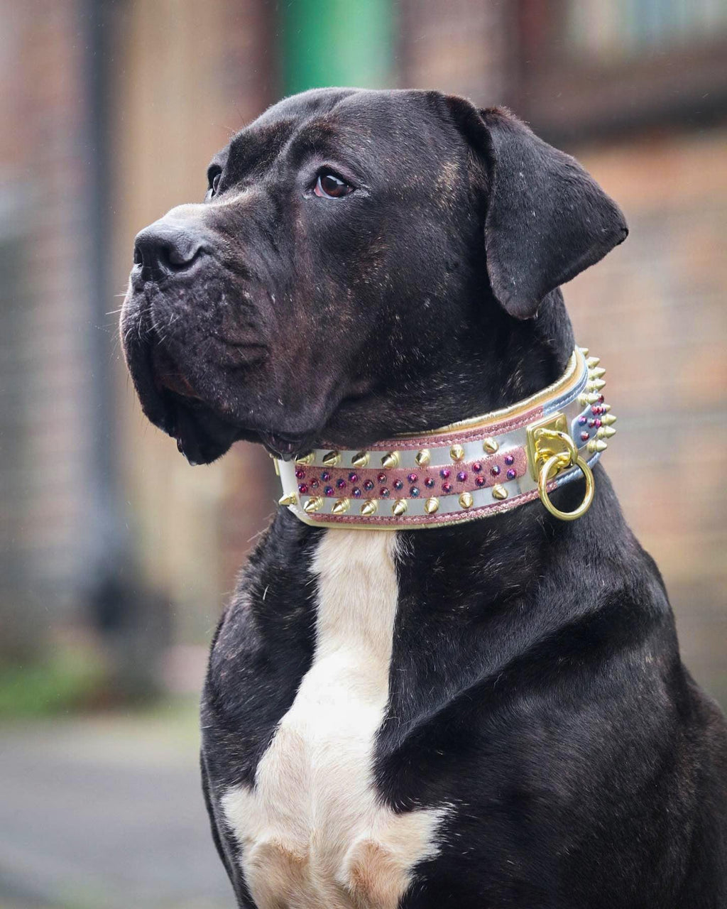 Candy Dog Collar – Colorful Adjustable Collar – alternate view 6