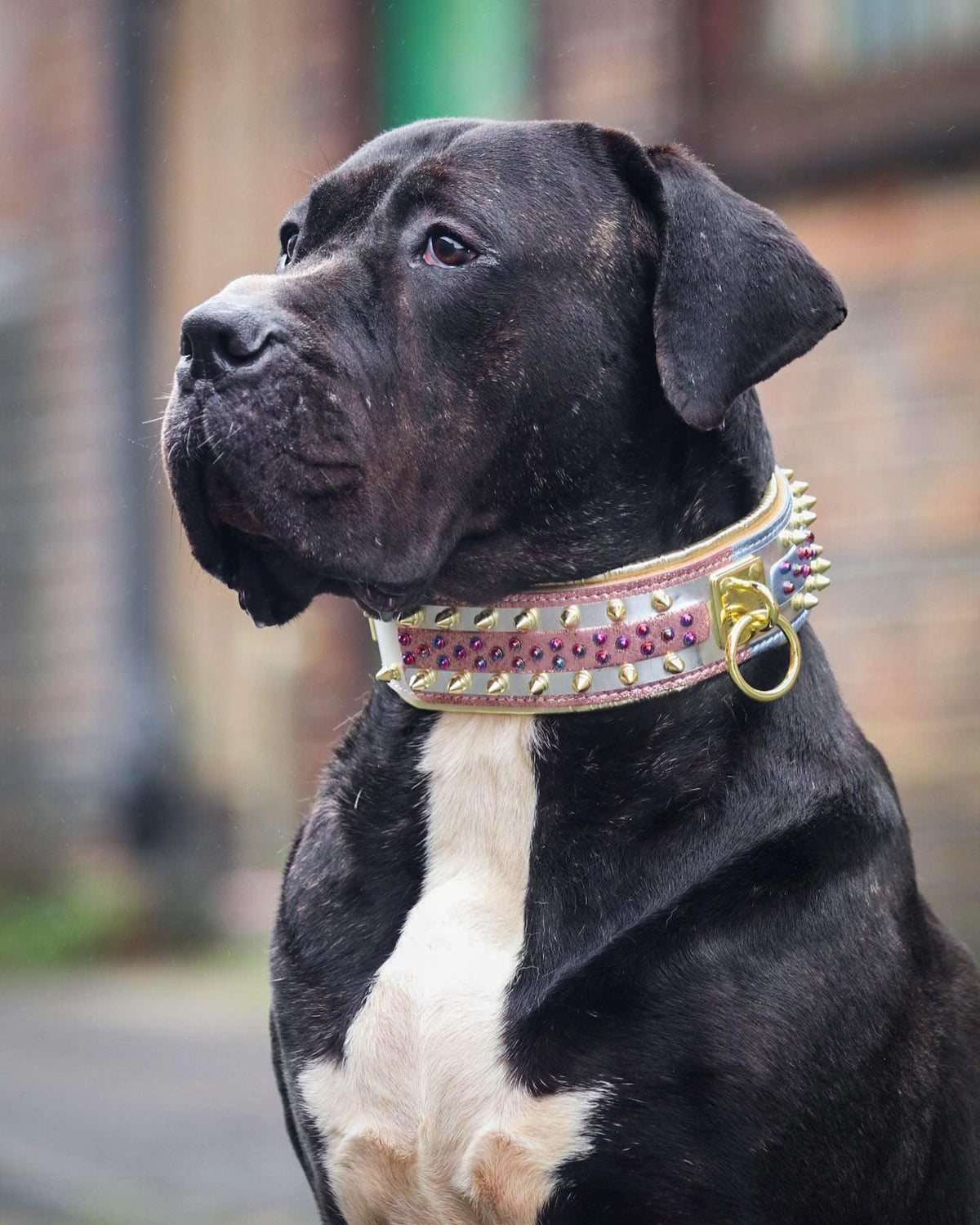 Candy Dog Collar – Colorful Adjustable Collar – alternate view 6