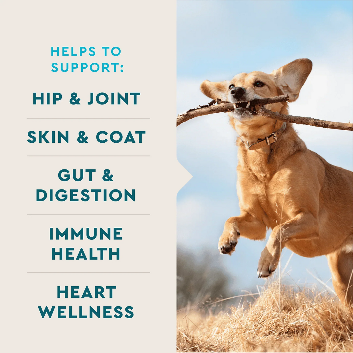 VetIQ 8-in-One Multi Functional Supplement Soft Chews – photo 5 of 8