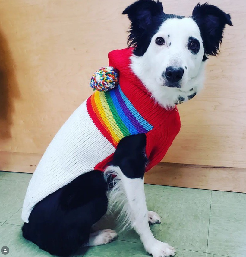 Vintage Ski Hoodie Dog Sweater Retro Rainbow – photo 6 of 6